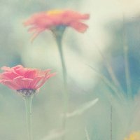 微信小清新花草头像