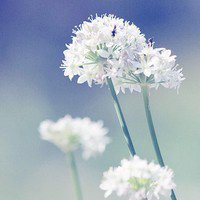 微信小清新花草头像
