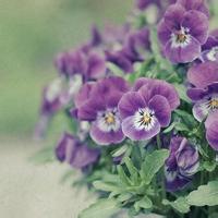 微信小清新花草头像