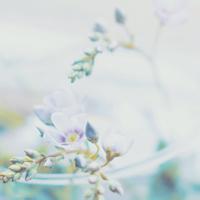 微信小清新花草头像