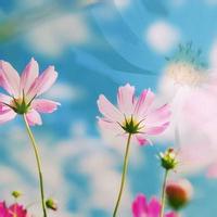 微信小清新花草头像