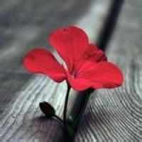 微信小清新花草头像