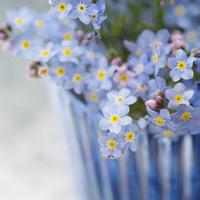 微信小清新花草头像