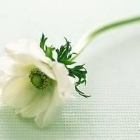 微信小清新花草头像