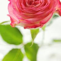 微信小清新花草头像