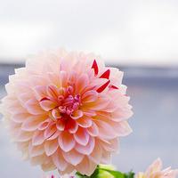 微信小清新花草头像