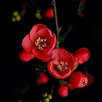 小清新花朵微信头像
