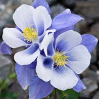 漂亮花头像图片大全