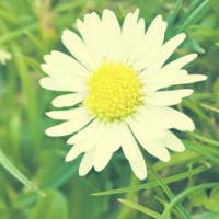 漂亮花头像图片大全