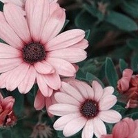 漂亮花头像图片大全