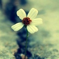 漂亮花头像图片大全