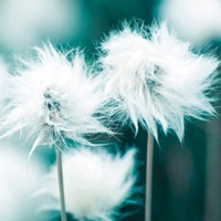 漂亮花头像图片大全
