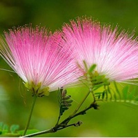 美丽的花朵qq头像