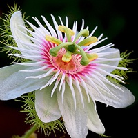 美丽的花朵qq头像