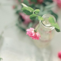 美丽的花朵qq头像