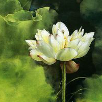 微信荷花头像图片