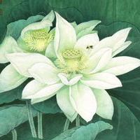 微信荷花头像图片