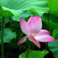 微信荷花头像图片