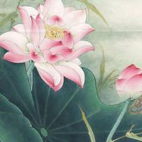 微信荷花头像图片