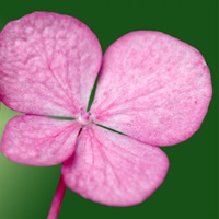 单独一朵花头像
