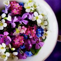单独一朵花头像