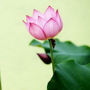 原生态荷花头像