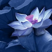 原生态荷花头像