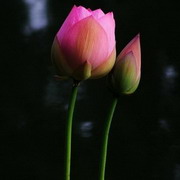 原生态荷花头像