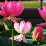 原生态荷花头像