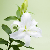 百合花头像图片