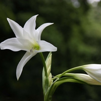 百合花头像图片