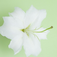 百合花头像图片