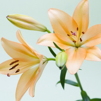 百合花头像图片