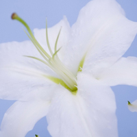 百合花头像图片