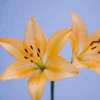 百合花头像图片