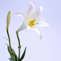 百合花头像图片