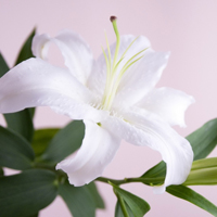 百合花头像图片