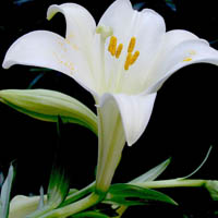 百合花头像图片