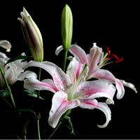 百合花头像图片