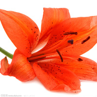 百合花头像图片