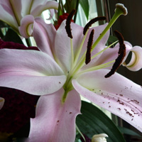 百合花头像图片