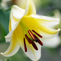 百合花头像图片