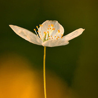 小花头像唯美图片