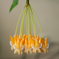 小花头像唯美图片