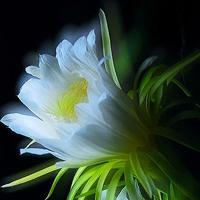 小花头像唯美图片