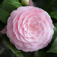 小花头像唯美图片