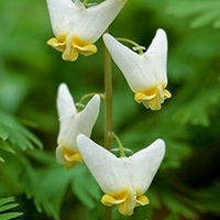小花头像唯美图片