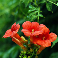 小花头像唯美图片