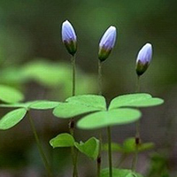 小花头像唯美图片