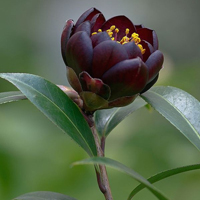 小花头像唯美图片